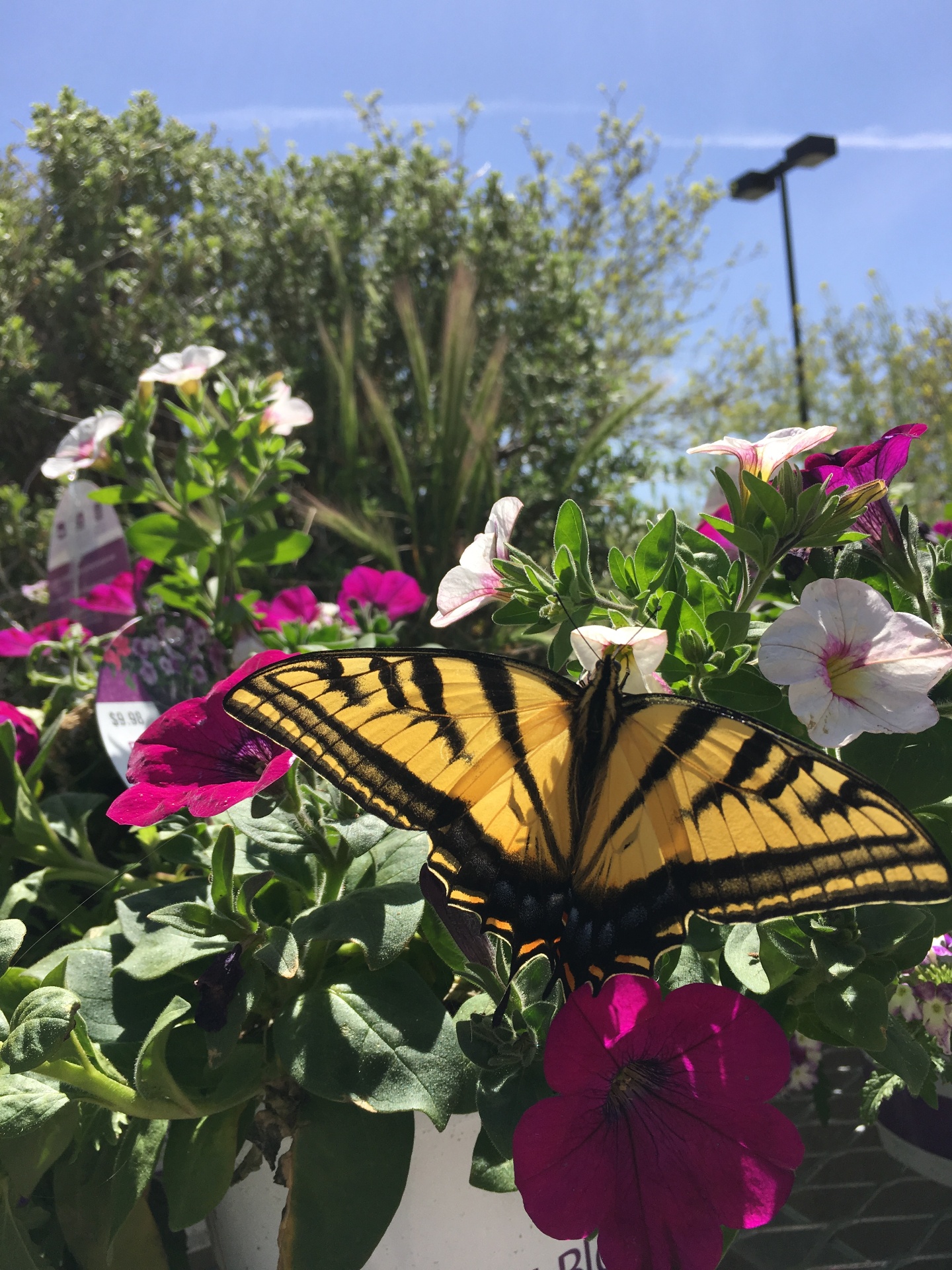 Swallowtail butterfly on petunias - Spa for the Soul Santa Fe
