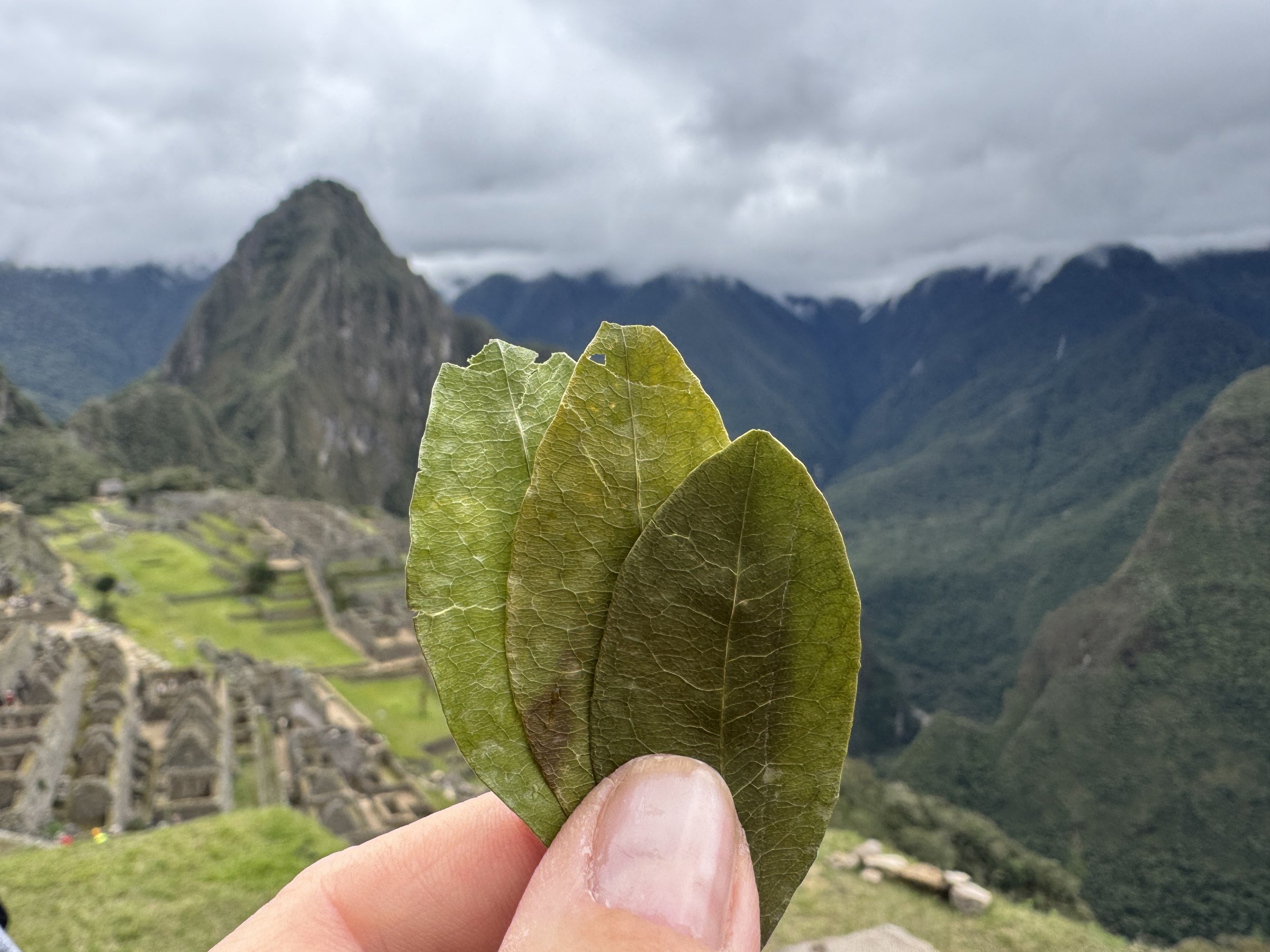Coca leaves held above the Machu Picchu overlook - Journey to Peru with Indigenous Shamans of the Andes - Shamanic Trekker